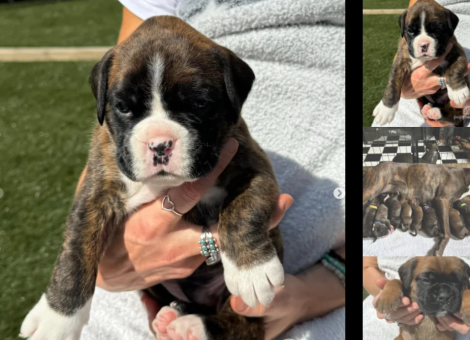 boxer-puppy-for-sale-in-greater-london