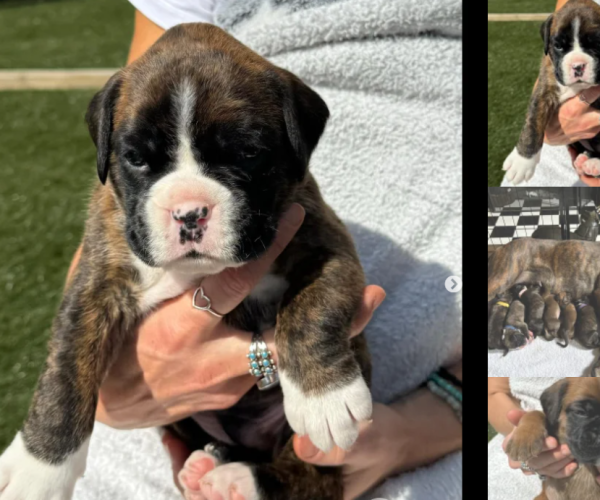 boxer-puppy-for-sale-in-greater-london