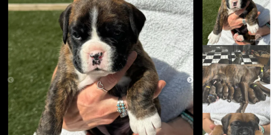 Simply Perfect Boxer Puppy for Sale