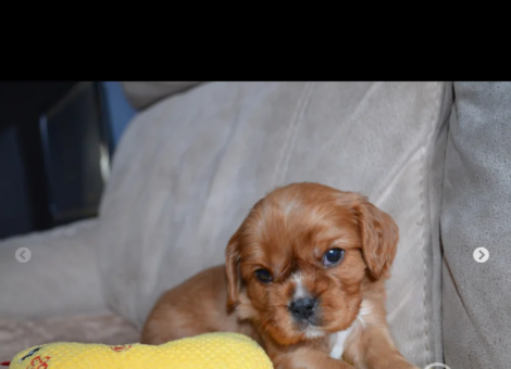 cavalier-spaniel-puppy-for-sale-in-pontypool