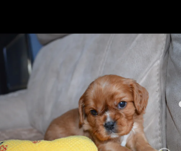 cavalier-spaniel-puppy-for-sale-in-pontypool