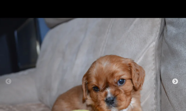 Gorgeous KC King Charles Spaniels for sale to loving homes