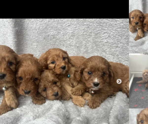 cavapoo-puppies-for-sale