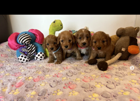 cockapoo-for-sale-