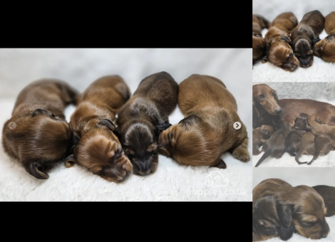 dachshund-puppies-for-sale-in-pershore