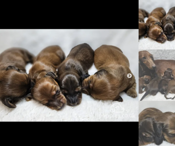 dachshund-puppies-for-sale-in-pershore