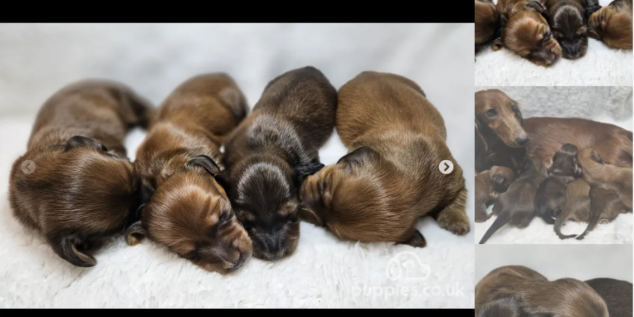 Outstanding Mini Long Haired Dachshunds