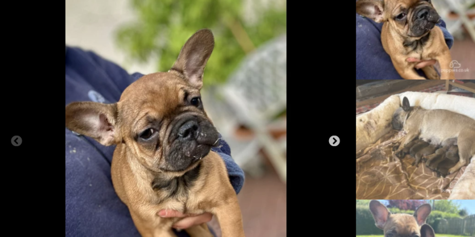 French Bulldog Puppies KC Registered for sale