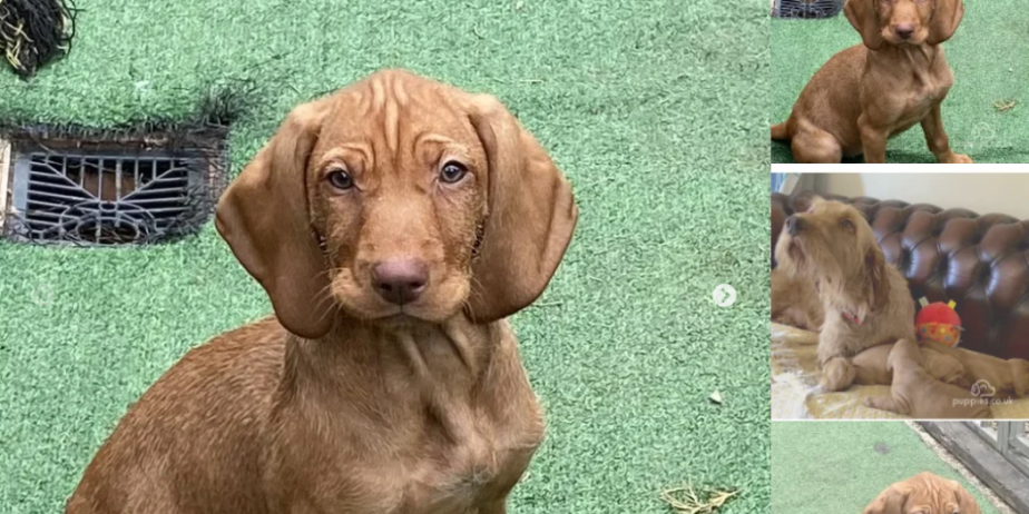 Hungarian Wirehair Vizsla bitch puppy for sale