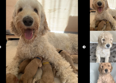 labradoodle-puppies-for-sale