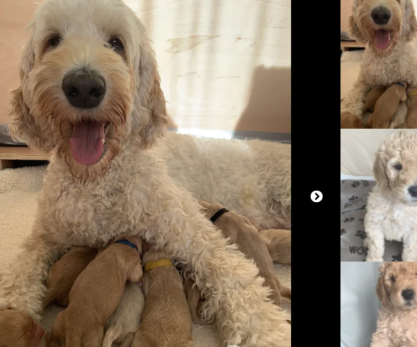 labradoodle-puppies-for-sale