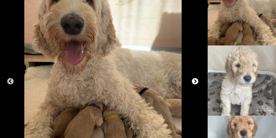 Gorgeous Multigenerational Cream/Apricot Double Doodles labradoodle puppy for sale