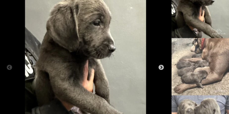 Stunning Silver & Charcoal Labrador Pups