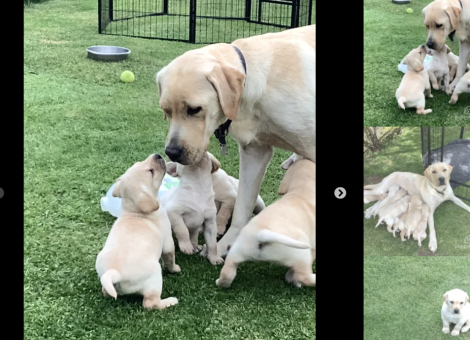 labrador-puppies-for-sale-4