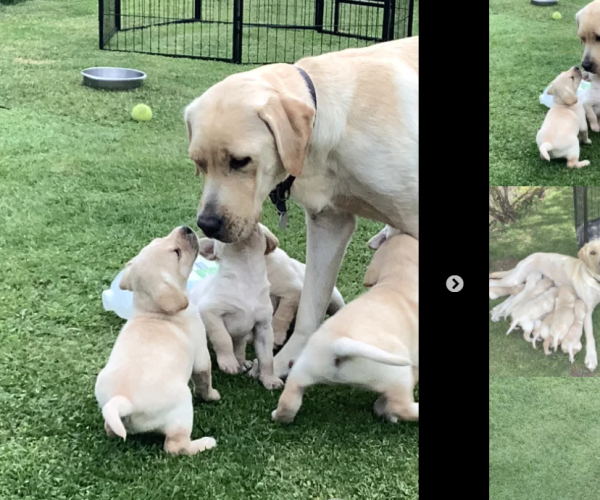 labrador-puppies-for-sale-4