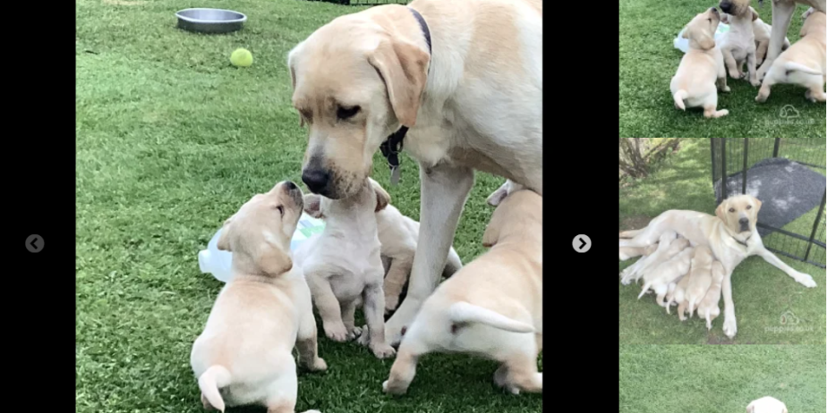 Labrador puppies for sale