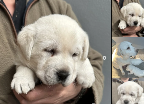 labrador-puppies-for-sale-in-pilling