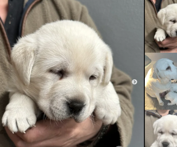 labrador-puppies-for-sale-in-pilling