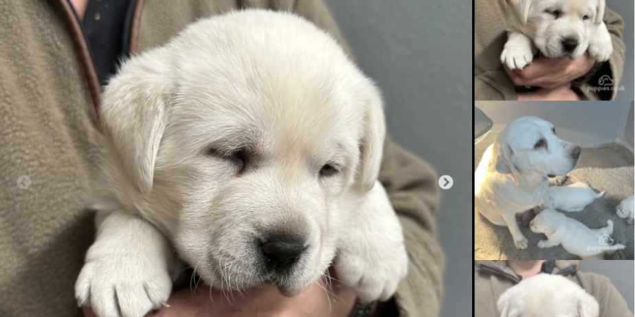 Stunning White Labrador Pups for sale