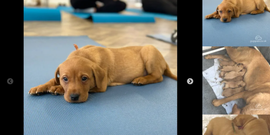 Kc reg fox red labrador pups for sale