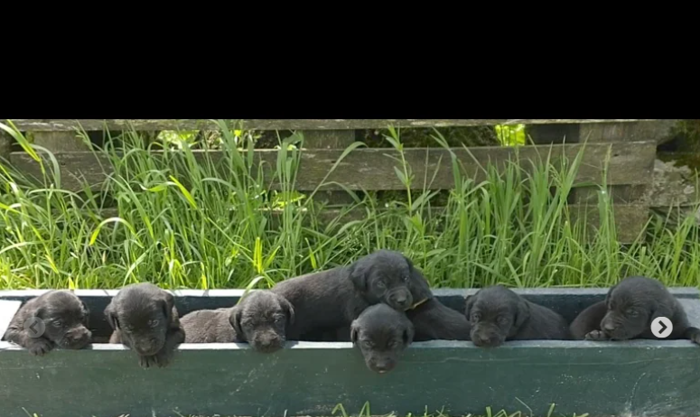 KC Registered labrador puppies for sale