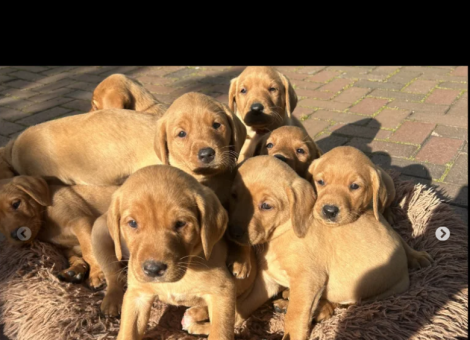 labrador-retriever-for-sale-in-uffculme