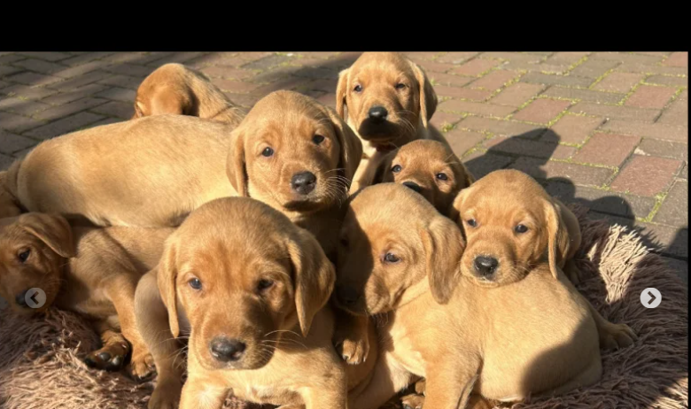 Beautiful Fox Red Labrador puppies for sale