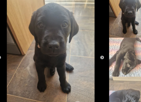 labrador-retriever-puppies-for-sale