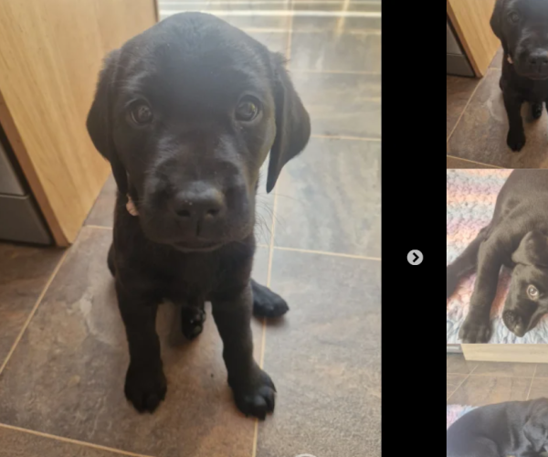 labrador-retriever-puppies-for-sale