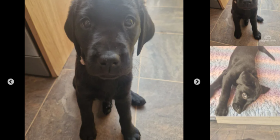 Beautiful black labrador puppies for sale