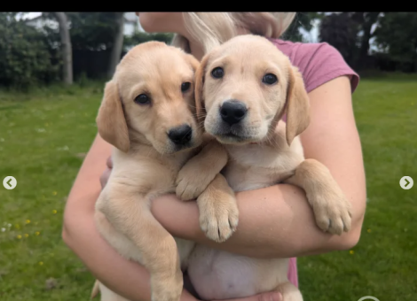 labrador-retriver-puppies-for-sale-in-conisbrough