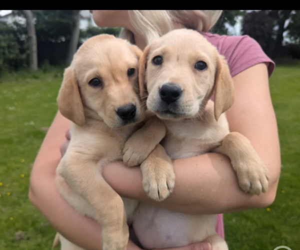 labrador-retriver-puppies-for-sale-in-conisbrough