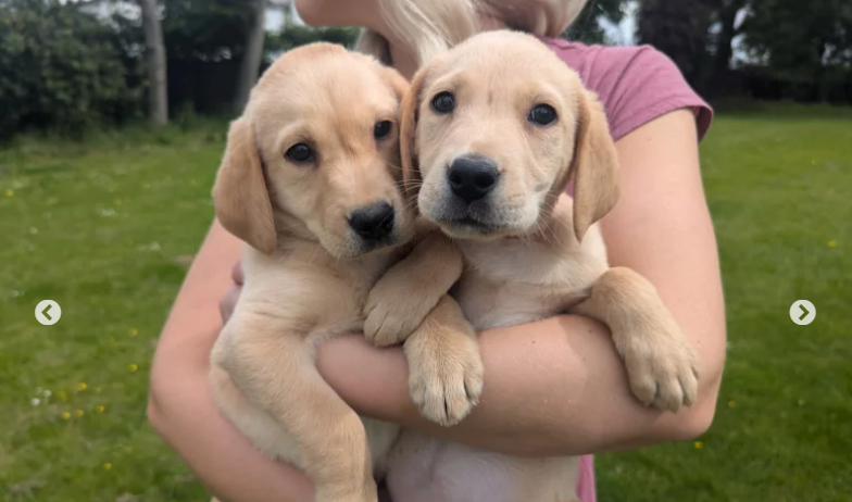 KC’d from Extentsively Heath Tested working Pedigree labrador retriever puppy for sale