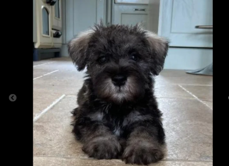 miniature-schnauzer-puppy-for-sale-in-steeton-west-yorkshire