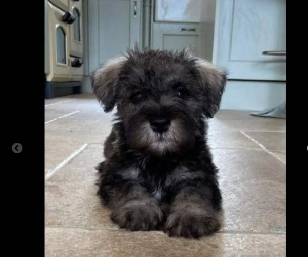 miniature-schnauzer-puppy-for-sale-in-steeton-west-yorkshire