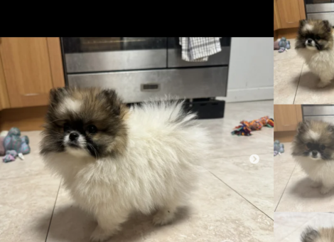 pomeranian-parti-puppies-for-sale