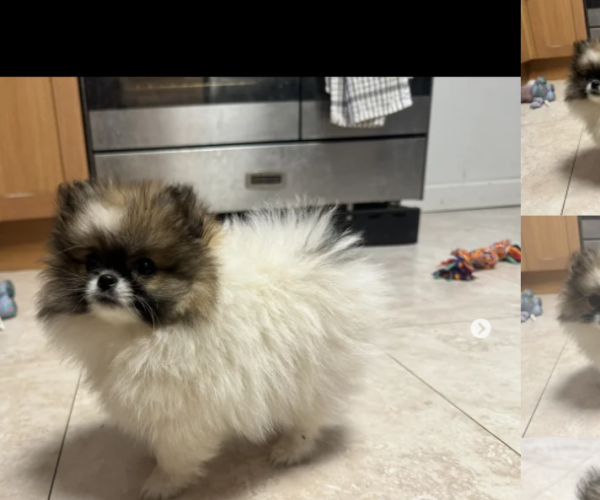 pomeranian-parti-puppies-for-sale