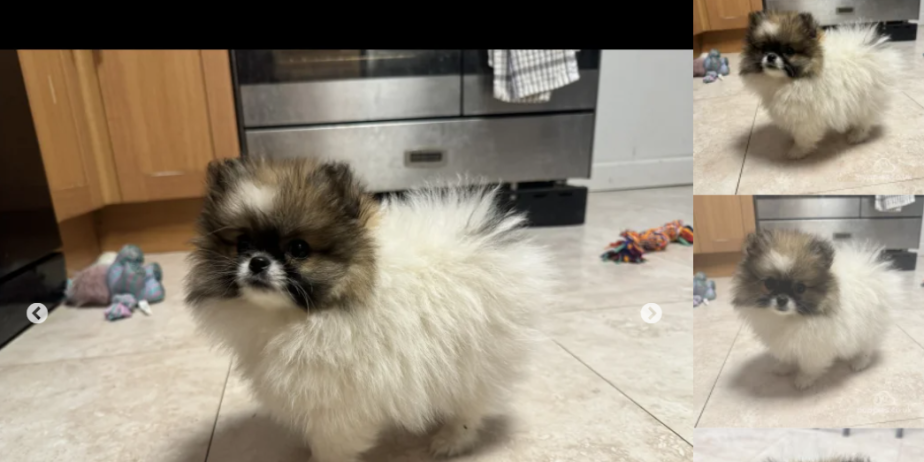 Pomeranian Parti puppies KC reg for Sale