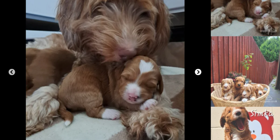 Pure Australian Labradoodle puppies for Sale