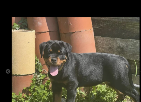 rottweiler-for-sale