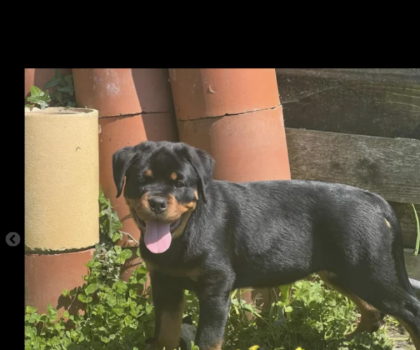 rottweiler-for-sale