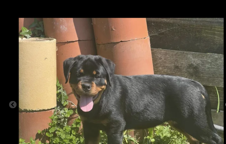 Top Rottweiler,Hip/ Elbow ,K Club registered for sale