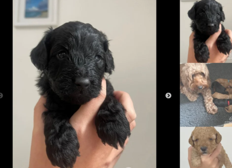 toy-cockapoo-puppies-for-sale