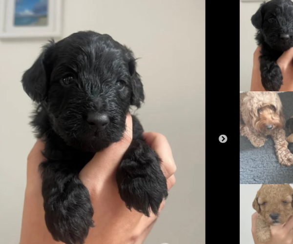 toy-cockapoo-puppies-for-sale