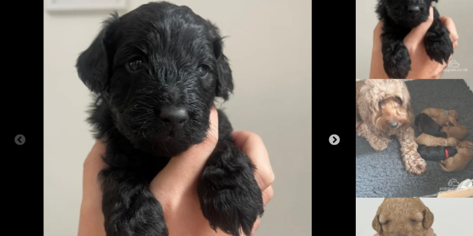 Fabulous Toy Cockapoo puppies for Sale