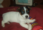 Cracking Pure Jack Russell puppies for sale in Old Burghclere, Hampshire