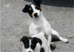 Cracking Pure Jack Russell puppies for sale in Old Burghclere, Hampshire