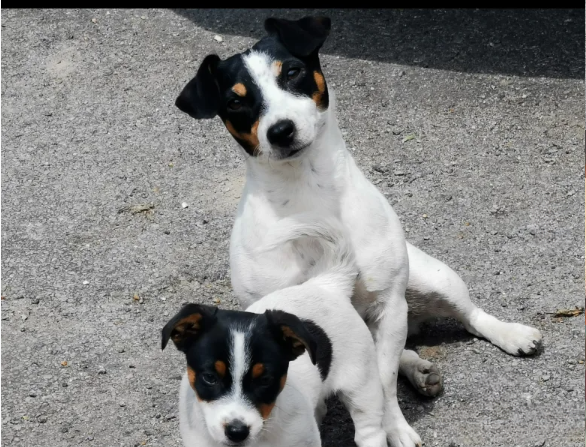 Cracking Pure Jack Russell puppies for sale in Old Burghclere, Hampshire