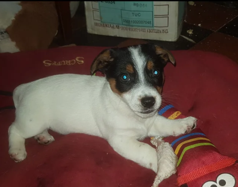 Cracking Pure Jack Russell puppies for sale in Old Burghclere, Hampshire