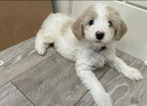 cavapoo-for-sale-in-portsmouth